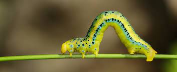 Some species feed exclusively on deciduous trees and shrubs, some feed only on conifers, and some feed on both. Inchworm Symbolism Dreams And Messages Spirit Animal Totems