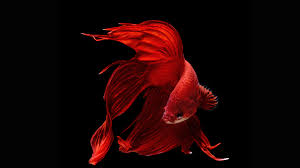 If your betta has a japanese name, why did you choose it? 772004 Title Animal Betta Siamese Fighting Fish Wallpaper Japanese Fighting Fish 3840x2160 Download Hd Wallpaper Wallpapertip