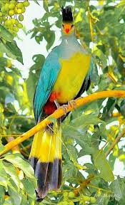 Birds Of South Africa Pictures And Names Pin By Gail Wagoner On Colorful Birds Beautiful Birds Birds Pet Birds