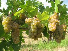 Dezactivate vand struguri de vin toate soiurile zona vrancea livrare in bucuresti bucuresti sectorul 1 olx ro. Vand Struguri De Vin Tamboesti Vrancea 2017 Tamboesti Anunturili Ro