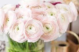 Ranunculus Asiaticus Cloni Success Hanoi Persian Buttercup Persian Buttercup Ranunculus Flowers Ranunculus