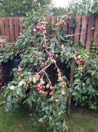 My Bountiful Victoria Plum Tree Dream Garden Victoria Plum Plum Tree