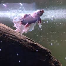Recuerda revisar sus enlaces para visitar sus redes sociales. Pink Betta Fish Everything Else On Carousell