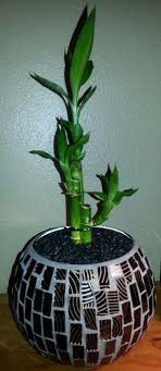 Lucky Bamboo Transplanted Potting Soil Aquarium Rocks In Mosaic Pot Under 10 00 Lucky Bamboo Bamboo Plants Potting Soil