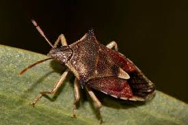 Image result for Aizoon schellenbergii