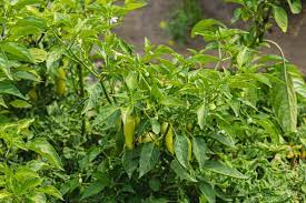 Check spelling or type a new query. How To Grow Grow Jalapeno Peppers