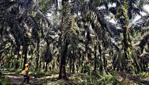 Contoh soal tentang kelapa sawit. Perkebunan Kelapa Sawit Contoh Pertanian Berkelanjutan