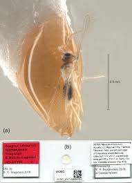 Dalbulus maidis feeds and reproduces on maize (nault 1990), where females insert eggs into the plant tissue, with most eggs being laid in clusters on voucher specimens of u. Egg Parasitoids Of The Tea Green Leafhopper Empoasca Onukii Hemiptera Cicadellidae In Japan With Description Of A New Species Of Anagrus Hymenoptera Mymaridae