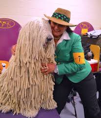 Image result for Komondor