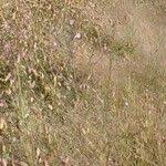 Image result for Micrargeria filiformis