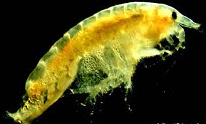 We are the world's largest producer of marine microalgae concentrates. Adding Pods To Your Reef Tank Copepods The Algae Lab Algaebarn