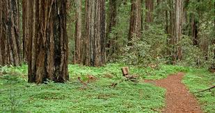 Hendy Woods State Park Old Trees Redwood Forest