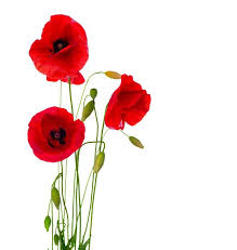 Vinyl Fotobehang Rode Papaver Bloem Geisoleerd Op Een Witte Achtergrond Bestemmingen Geschilderde Bloemen Bloem Tekening Rode Papavers