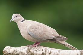10 Collared Dove Facts You Need To Know Discover Wildlife