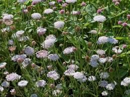 Image result for Tinnea coerulea
