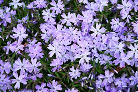 Lernen sie die übersetzung für 'teppich\x20phlox' in leos englisch ⇔ deutsch wörterbuch. Polsterphlox Teppich Flammenlume Pflanzen Und Pflegen