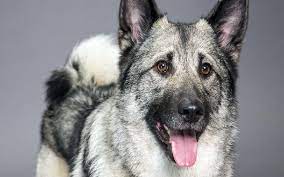 About Norwegian Elkhound Dog Breed Origin Behavior Facts Health Color Puppy Price
