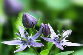 Image result for Swertia