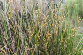 Image result for Eragrostis aethiopica