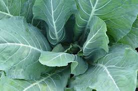 Broccoli plant leaves turning purple. 11 Reasons For Cauliflower Not Forming Heads Gardener S Path