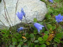 Image result for Carvalhoa campanulata