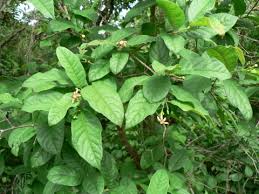 Image result for Schrebera