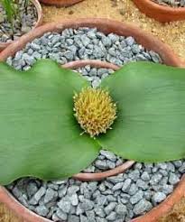 Image result for Pterodiscus aurantiacus