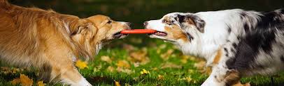 A reliable animal hospital & animal care clinic in san francisco, ca. The Sexton Clinic Veterinarian Vet Animal Clinic In Alamo Ca 925 855 8387 Veterinarian Near Me