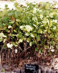 Image result for Eschenbachia gouanii