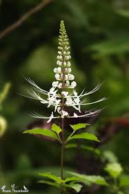 Image result for Orthosiphon scedastophyllus