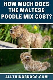 Maltese Poodle Mix Price Poodle Mix Maltese Poodle Mix Maltese Poodle