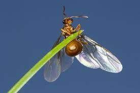 What are flying ants, how long do they live, how can you ? Flying Ant Day 2021 When Is It What Is It How To Get Rid Of Ants In The Uk Mirror Online