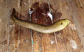 Any voracious marine coastal eel of the family muraenidae, esp muraena helena , marked. California Moray Pier Fishing In California