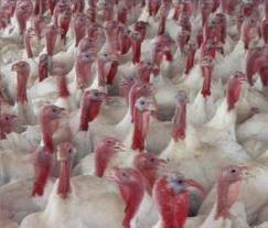 Peste 2 ore, le spălăm bine în cîteva ape și le punem la fiert. Agricola Bacau Pui Curca
