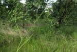 Image result for Afrosolen setifolius