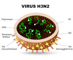C'est la plus grosse crise sanitaire que le monde ait jamais connu en terme de bilan démographique. Grippe De Hong Kong En France Taux De Mortalite Lien Avec Le Covid
