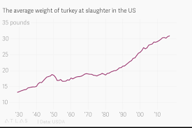 the average weight of turkey at slaughter in the us