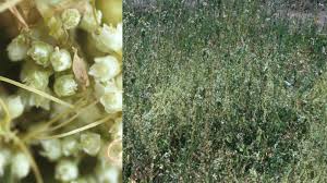 Image result for Tapinanthus forbesii