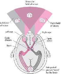Downloads tutorial eye diagram eyebuydirect eyeglasses eyemed eyes of texas lyrics eyefinity eye doctors near me eyeconic eye floaters eyes diagram parts. Structure And Function Of The Eyes Eye Disorders Merck Manuals Consumer Version
