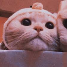 Kesenangan ini mereka tunjukkan dengan pola gerakan ekor mereka. Pin Oleh Uite Di Cá´á´œá´˜ÊŸá´‡ Kucing Dan Anak Kucing Anak Kucing Kucing
