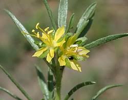 Image result for Vahliaceae