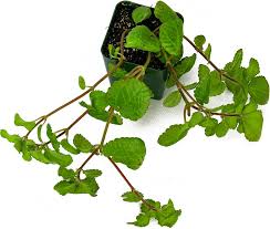Image result for Pilea rivularis