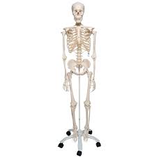 3.6 out of 5 stars with 5 ratings. Human Skeleton Model Stan Delta Educational