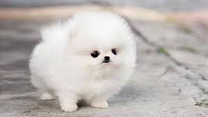 Black And White Fluffy Dog Breeds Tiny Pomeranian Puppy With An Extremely Fluffy White Coat Big Dark Eyes And A Very Small Black Nose Cute Dogs Images Cute Puppy Wallpaper Cute Puppy Photos