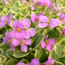 Image result for Arabis alpina