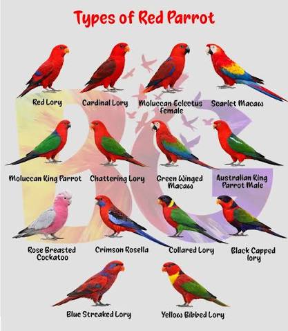 Red parrots are among the most striking birds in the parrot world. From  deep crimson tones to bright scarlet feathers, these species show some of  the most intense natural colors found in