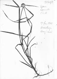 Image result for Cyperus mapanioides