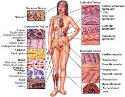 Mcgraw Hill Higher Education Anatomy Physiology Prep Tissue Types Physiology Human Anatomy And Physiology