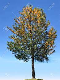 Trees and plants > rainforest trees > pioneer plants > grevillea silky oak. Flowering Silky Oak Tree Stock Photo Picture And Royalty Free Image Image 139022116