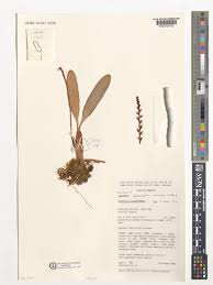 Image result for Bulbophyllum oreonastes